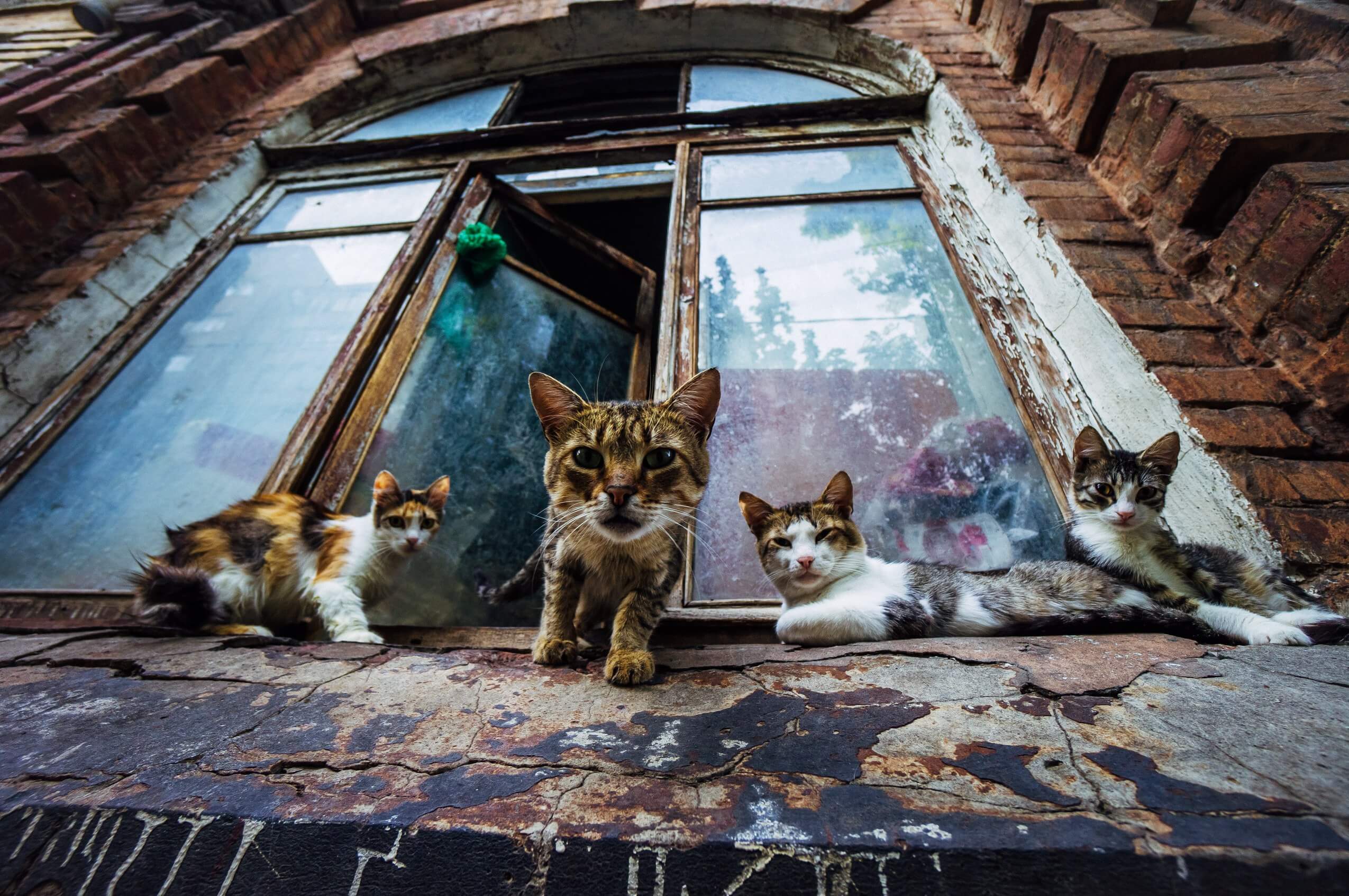 Ростовские коты - бандиты