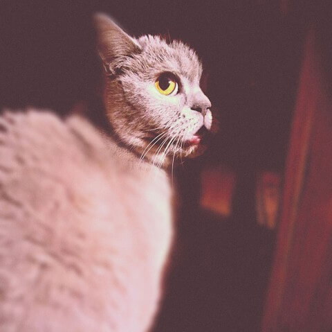 Кот
