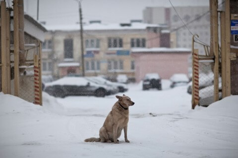 Пес на дороге